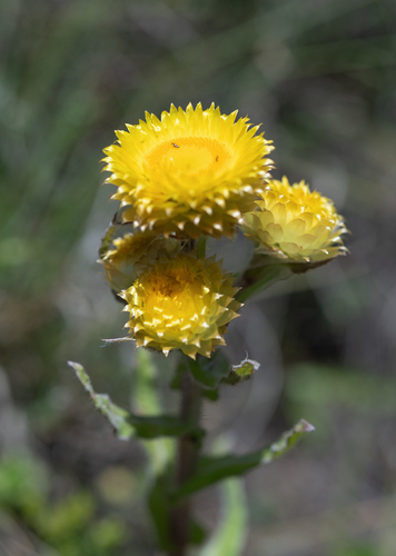 Drakensberg Yellow everlasting (Helichrysum cooperi)