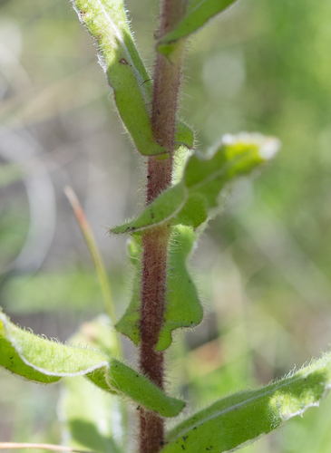 Helichrysum cooperi