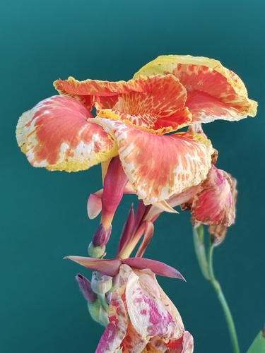Garden Canna
