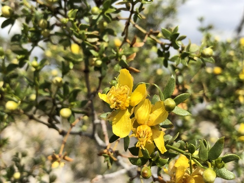 iNaturalist observation photo of Creosote Bush
