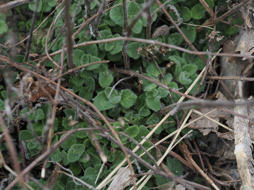 Lesser Calamint (Clinopodium nepeta)