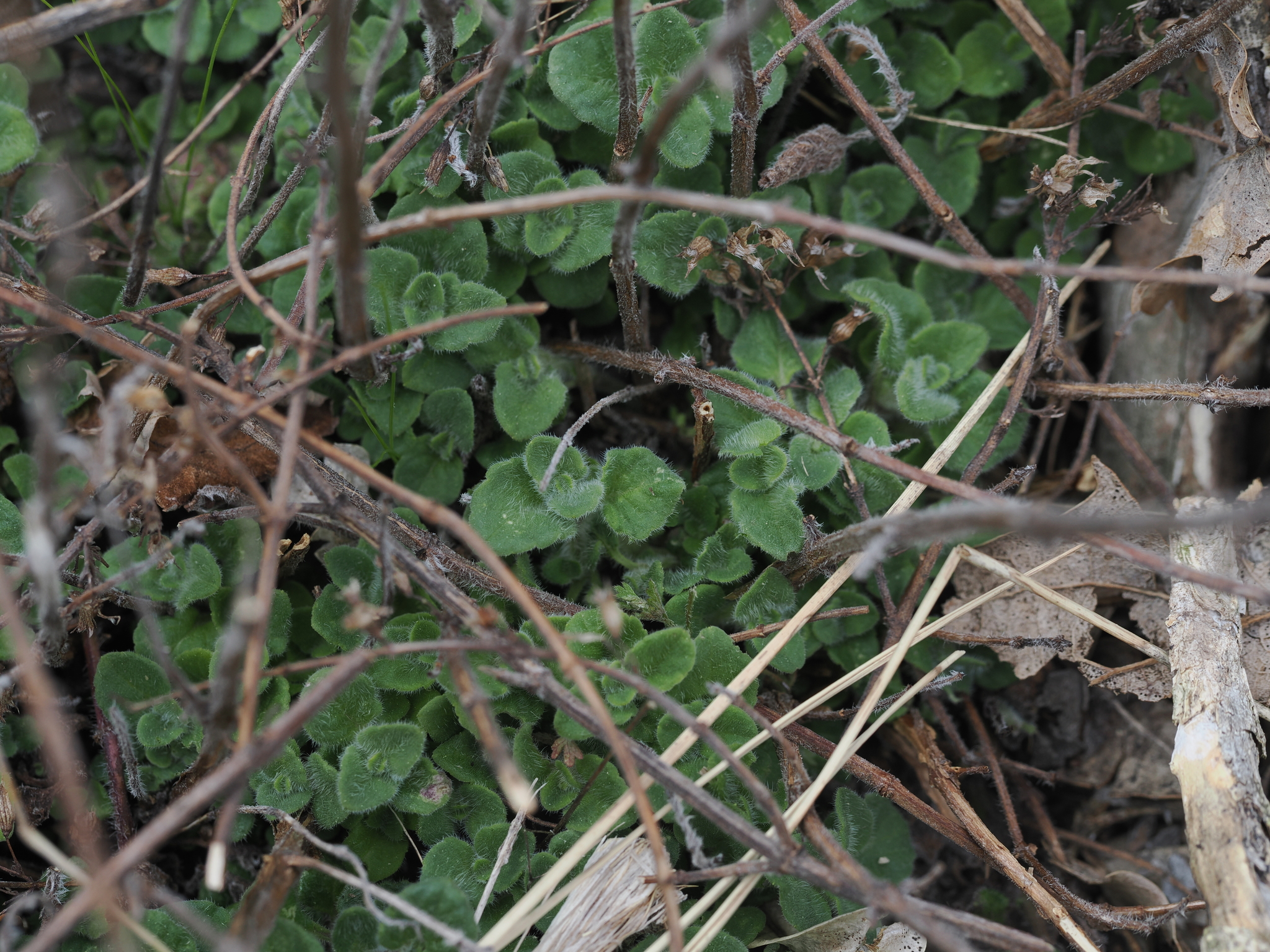 Lesser Calamint (Clinopodium nepeta)