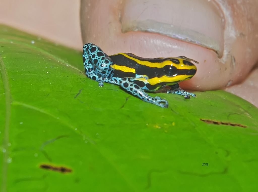 Sira Poison Frog