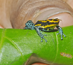 Ranitomeya sirensis