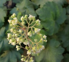 Heuchera pilosissima