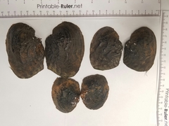 Arcidens confragosus