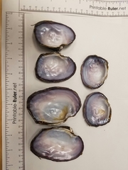 Arcidens confragosus