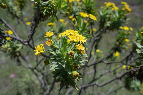 Drakensberg True-Eye (Euryops evansii)