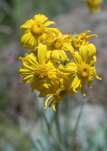 Lesira Ragwort (Senecio macrospermus)