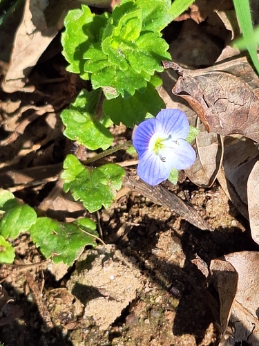 bird's-eye speedwell