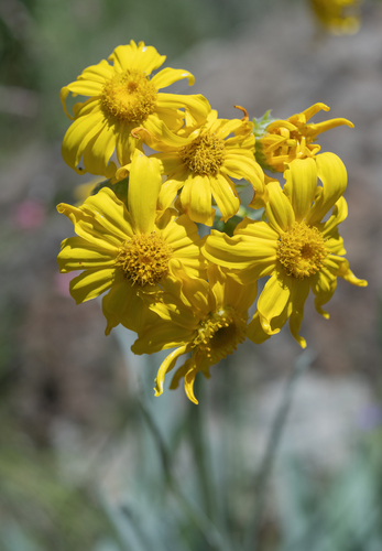 Senecio macrospermus, photograph 2
