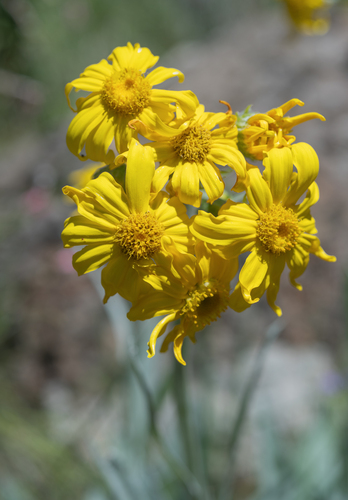 Senecio macrospermus, photograph 3