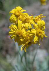 Senecio macrospermus, photograph (c) Morten Ross, some rights reserved (CC BY)