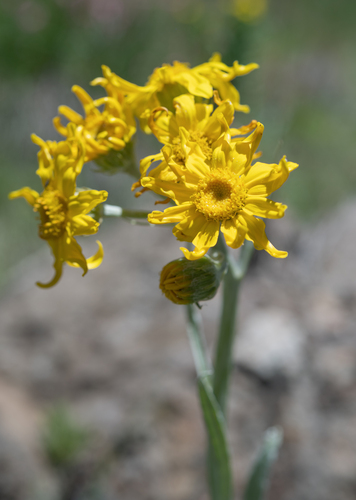 Senecio macrospermus, photograph 5