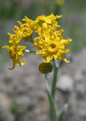 Senecio macrospermus, photograph (c) Morten Ross, some rights reserved (CC BY)