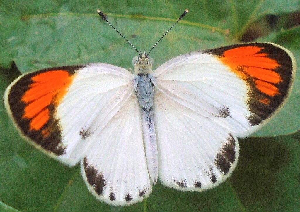 Black-marked Orange Tip