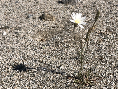 iNaturalist observation photo of Desert Chicory