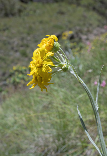 Senecio macrospermus, photograph 4