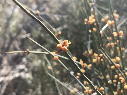 iNaturalist observation photo of California Jointfir