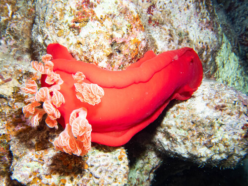 Hexabranchus sanguineus