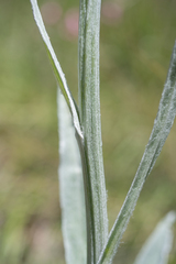 Senecio macrospermus, photograph (c) Morten Ross, some rights reserved (CC BY)