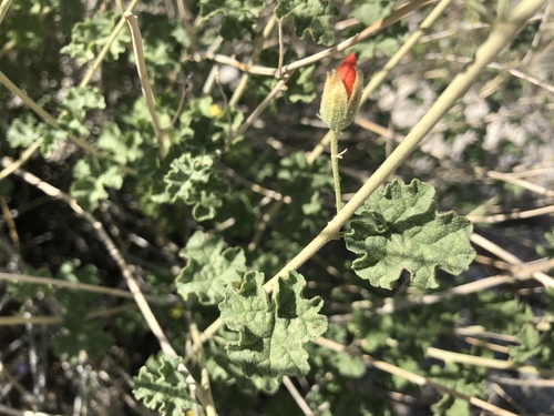 iNaturalist observation photo of apricot globemallow