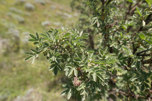 Ouhout (Leucosidea sericea)