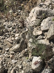 Chaenactis carphoclinia