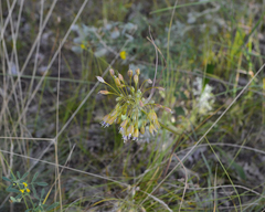 Allium flavum tauricum