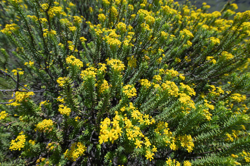 Euryops tysonii, photograph 5