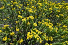 Euryops tysonii, photograph (c) Morten Ross, some rights reserved (CC BY)