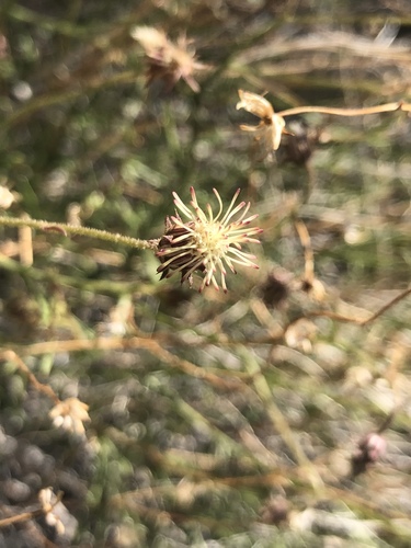iNaturalist observation photo of Arrow-leaf