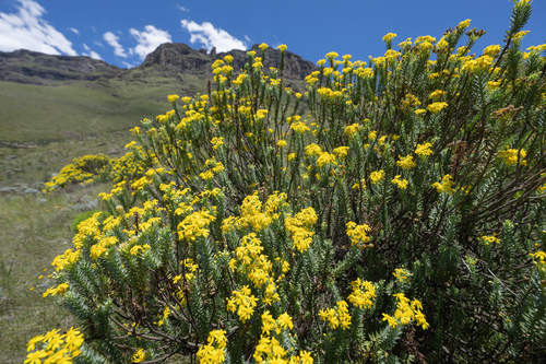 Euryops tysonii, photograph 6