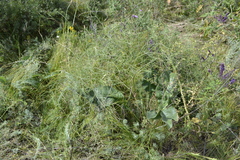Limonium platyphyllum