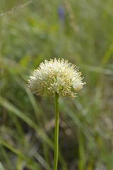 Allium flavescens