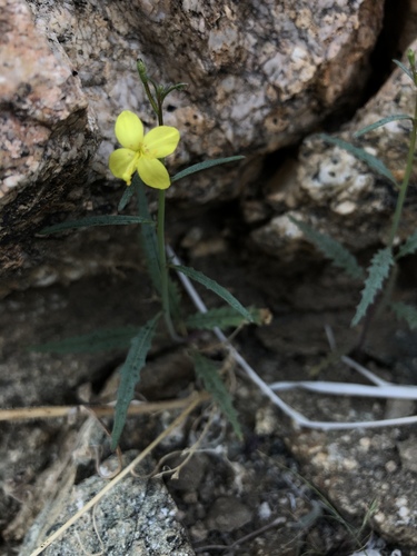 iNaturalist observation photo of California primrose