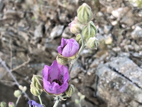 iNaturalist observation photo of Rose Globemallow