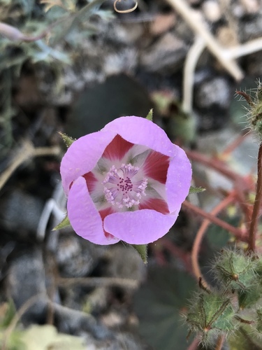 iNaturalist observation photo of desert fivespot