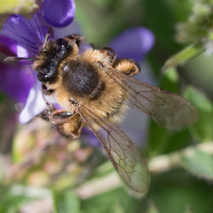 Andrena