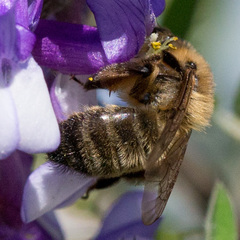Andrena