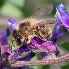 Andrena