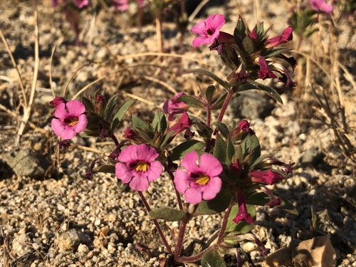iNaturalist observation photo of Bigelow's monkeyflower