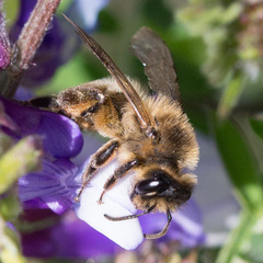Andrena