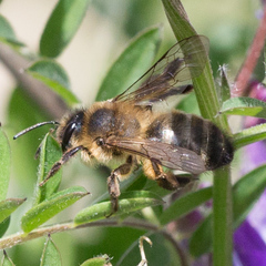 Andrena