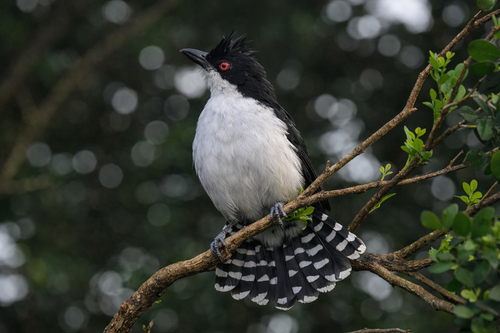Great Antshrike