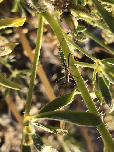 iNaturalist observation photo of Four-spurred Assassin Bug