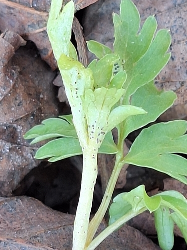 Puccinia adoxae