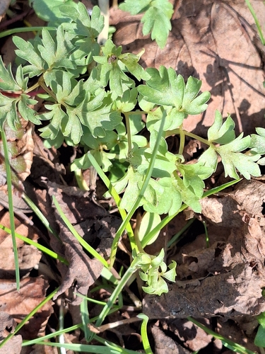 Moschatel