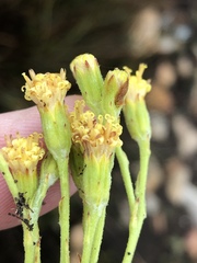 Senecio pauciflosculosus