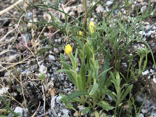iNaturalist observation photo of Blazingstars